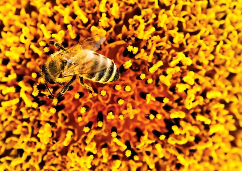 polen pollen abeja bee natural pura pure antioxidant costa rica
