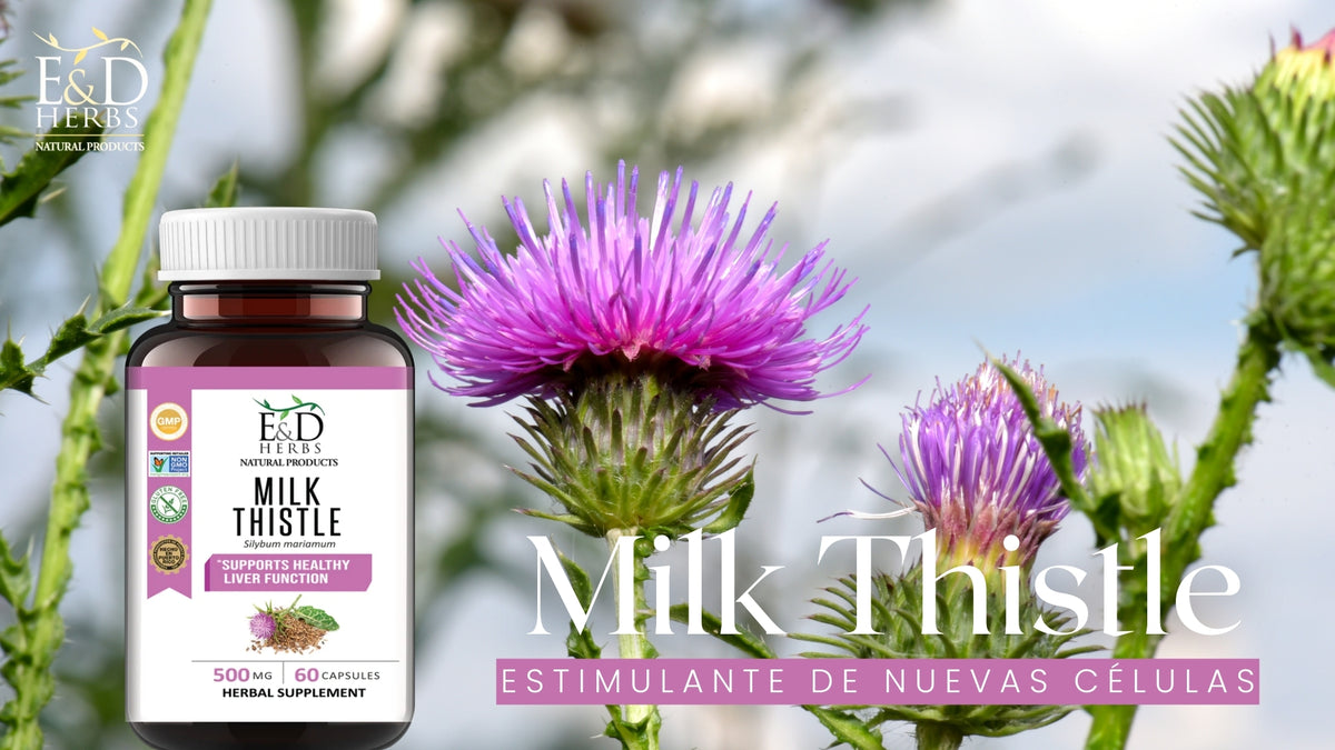Descubre los Beneficios de la Milk Thistle Una Aliada Natural para tu